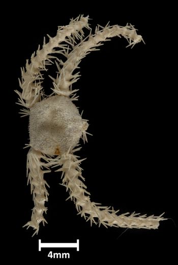 Media type: image;   Invertebrate Zoology OPH-3918 Description: Top down view of single ophiuroid specimen with a scale bar.;  Aspect: dorsal
